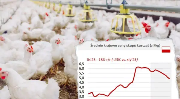 Ile kosztuje drób w 2026? Analiza cen i porady dla Ciebie